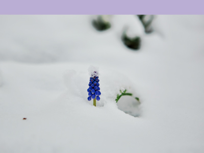 Photo of a flower in snow